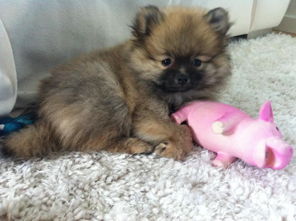 Pomeranian Chino billede 6