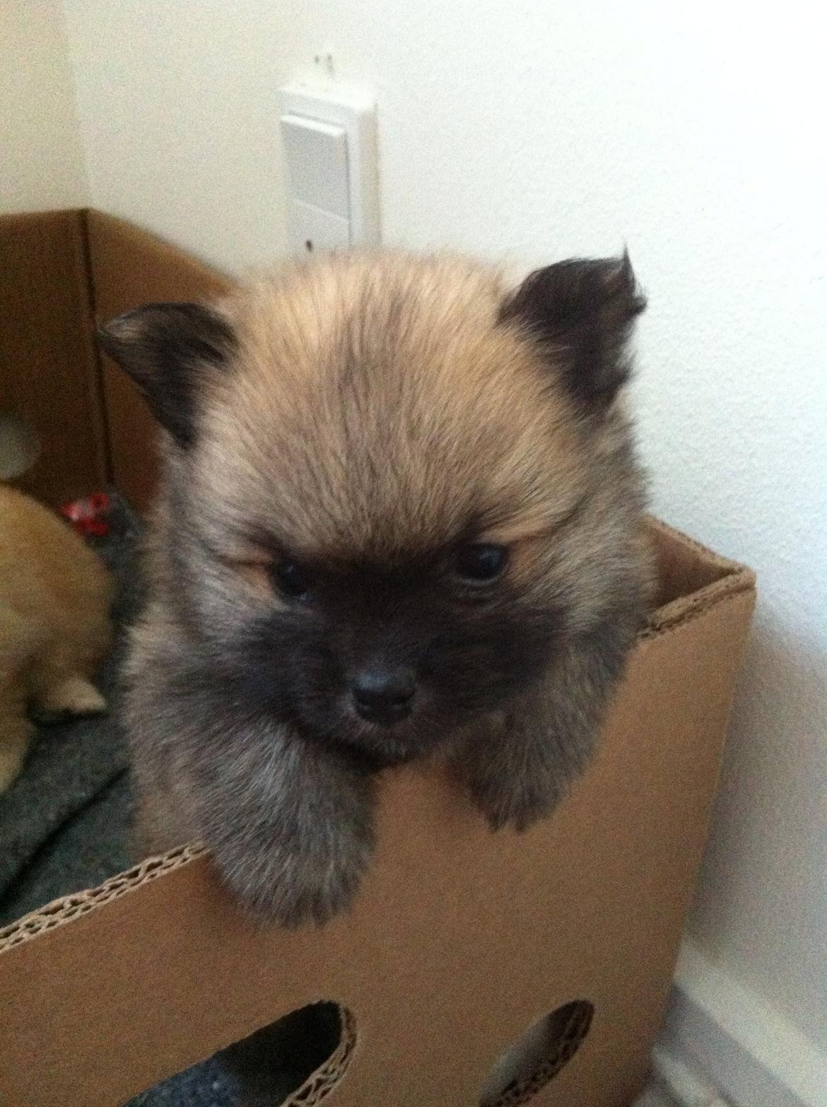 Pomeranian Chino - her er jeg 4 uger :0) billede 7