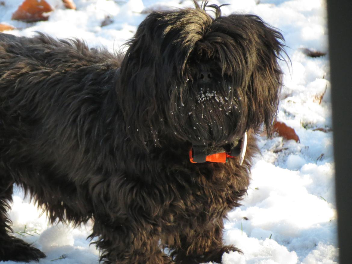 Shih tzu Fifi billede 1