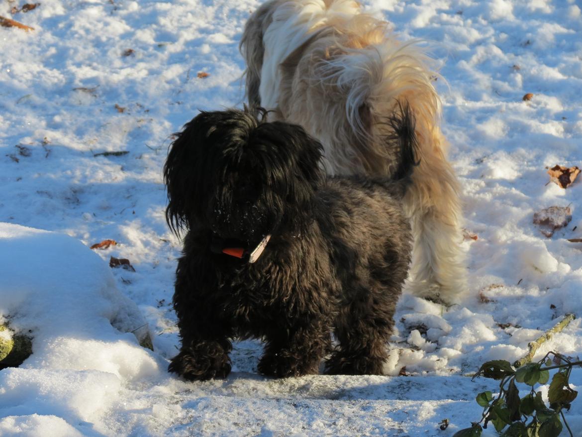 Shih tzu Fifi billede 2