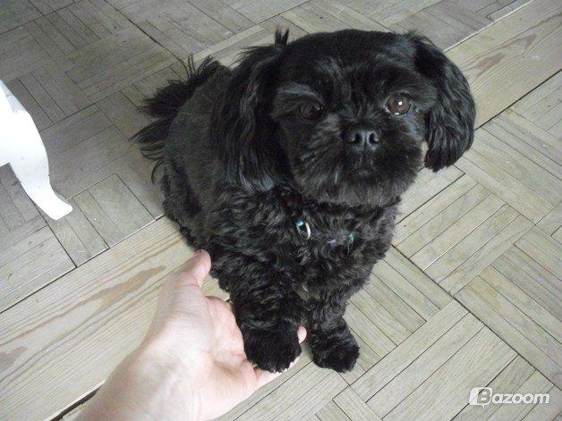 Shih tzu Fifi billede 3