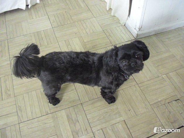 Shih tzu Fifi billede 4