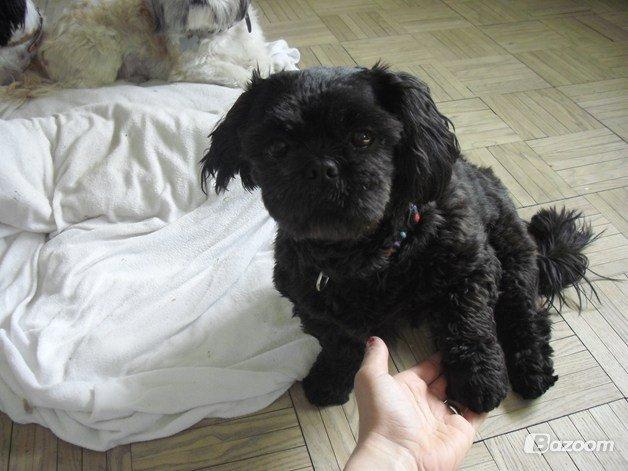 Shih tzu Fifi billede 5