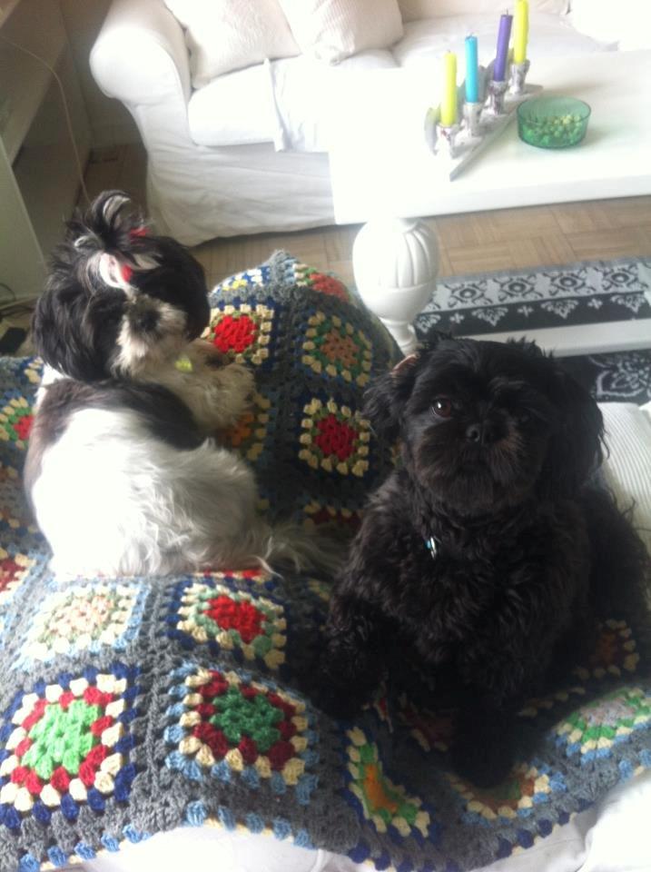 Shih tzu Fifi billede 6