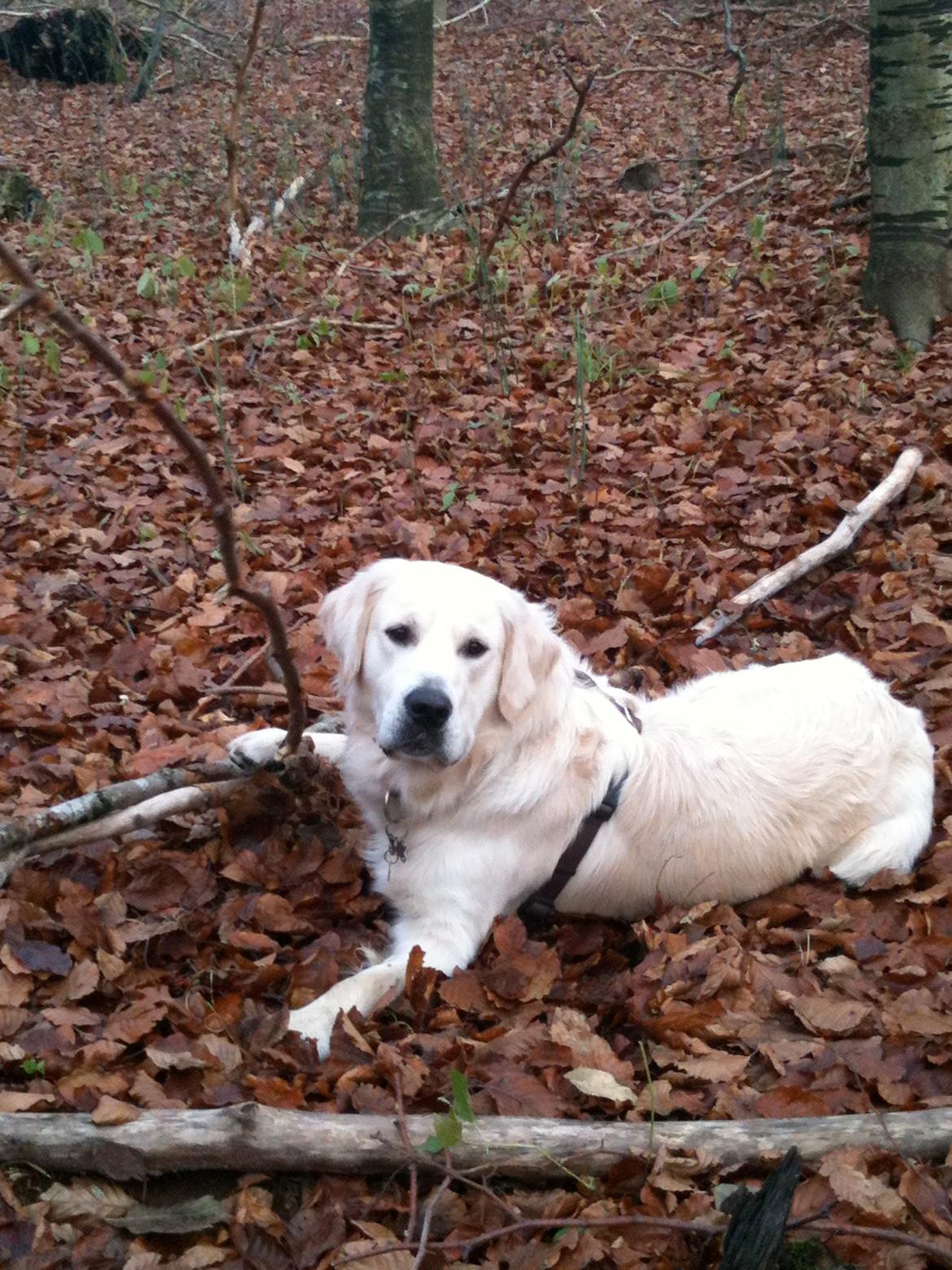 Golden retriever Basse - Basse i skoven,11 mdr billede 2