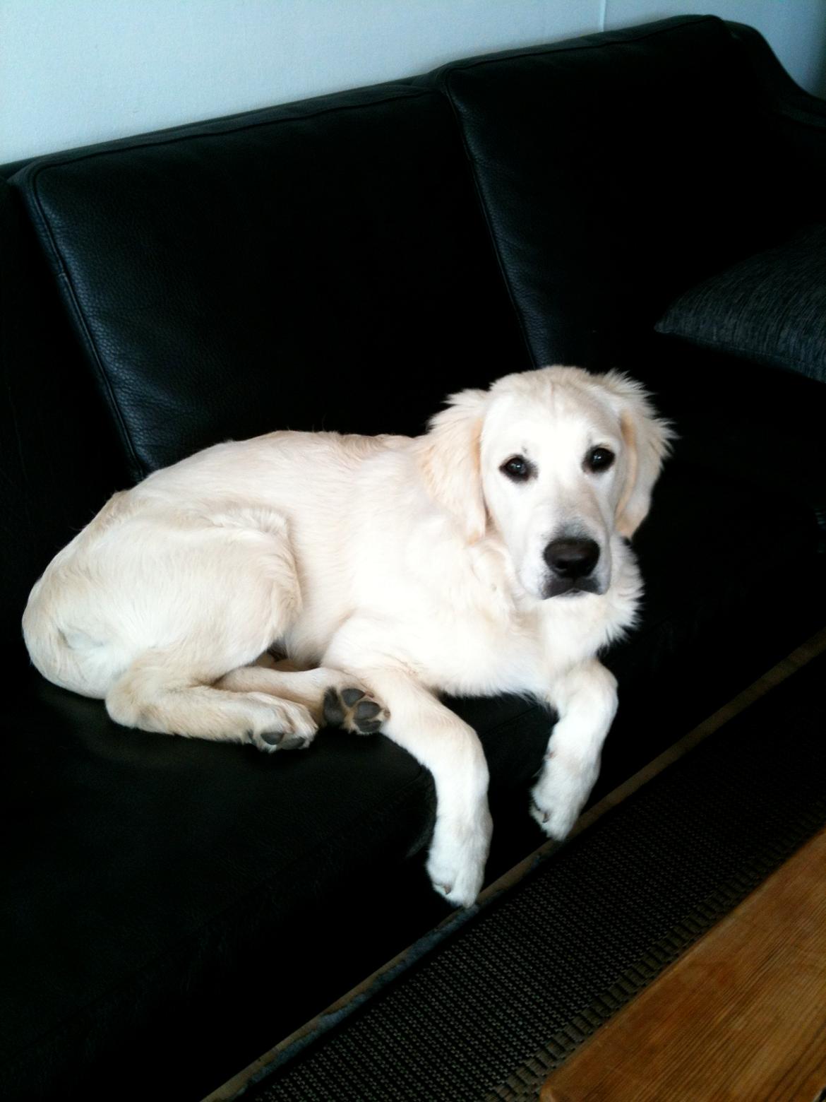 Golden retriever Basse - Basse har været i bad- efter turen i fiskedammen billede 3