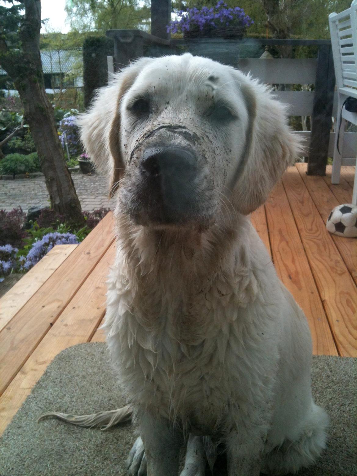 Golden retriever Basse - Basse har været i fiskedammen billede 4