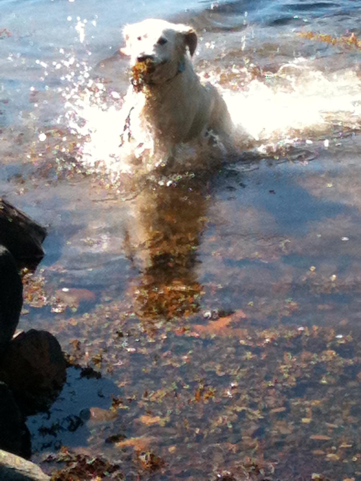 Golden retriever Basse - Basse i Norge billede 5