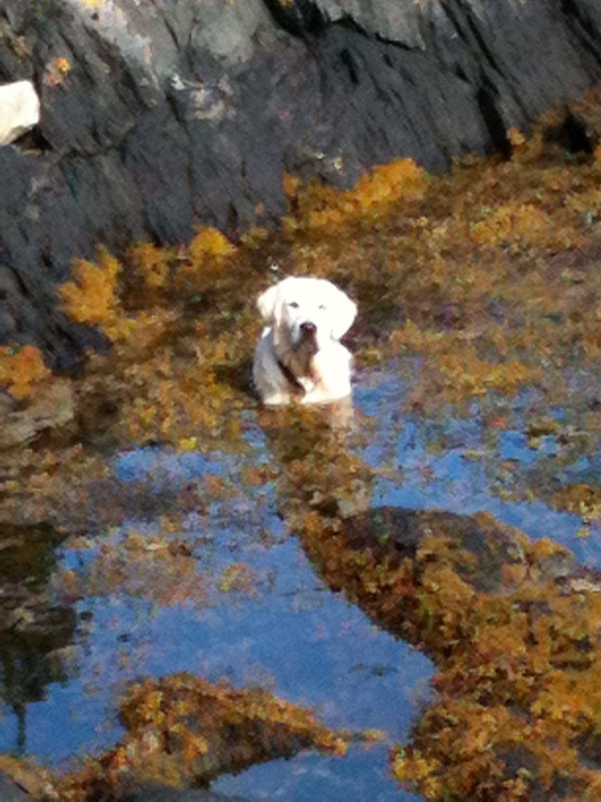 Golden retriever Basse - Basse tager sig en dukkert i de norske fjorde billede 6