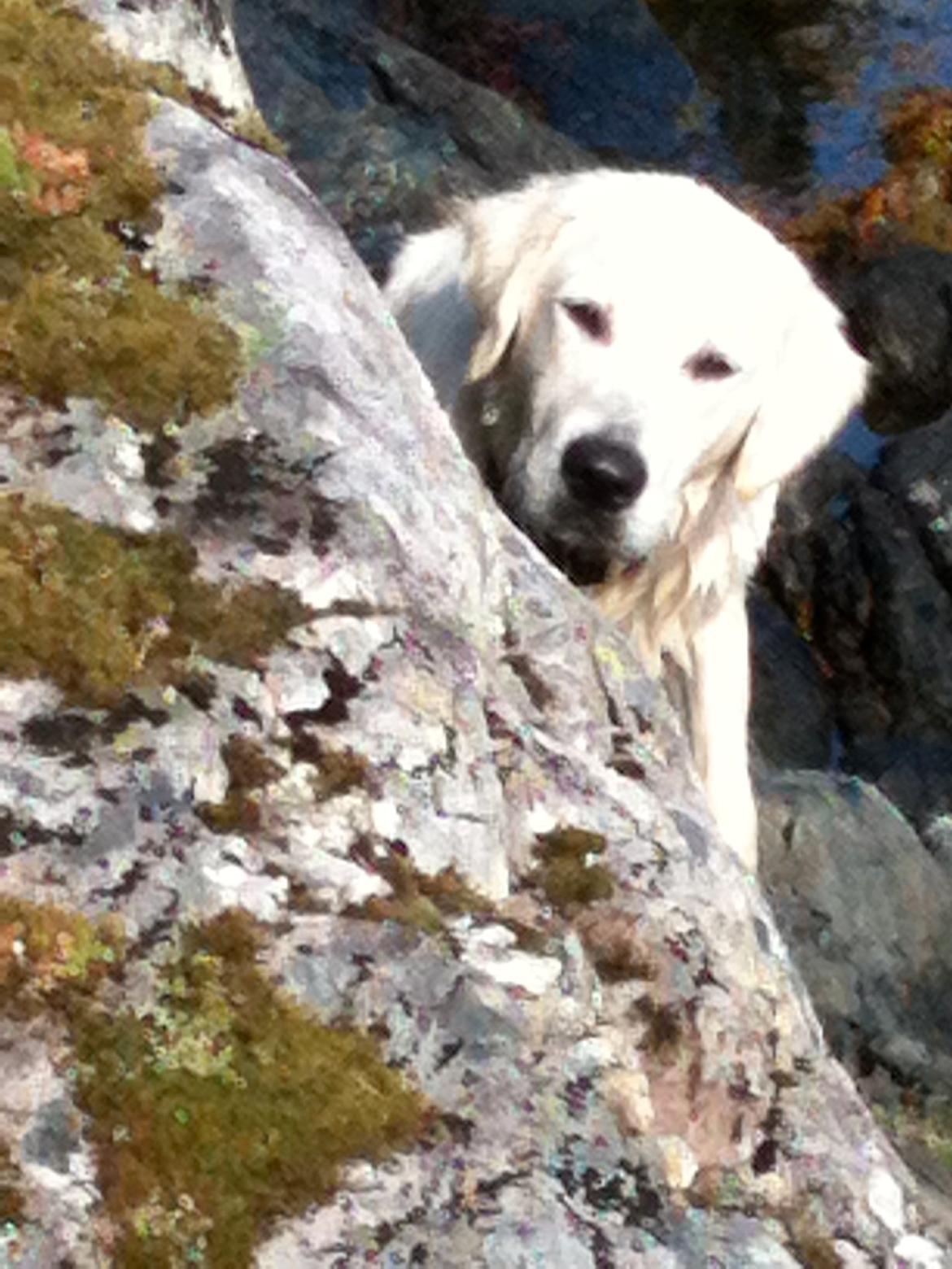 Golden retriever Basse - Hallo- her er jeg billede 7