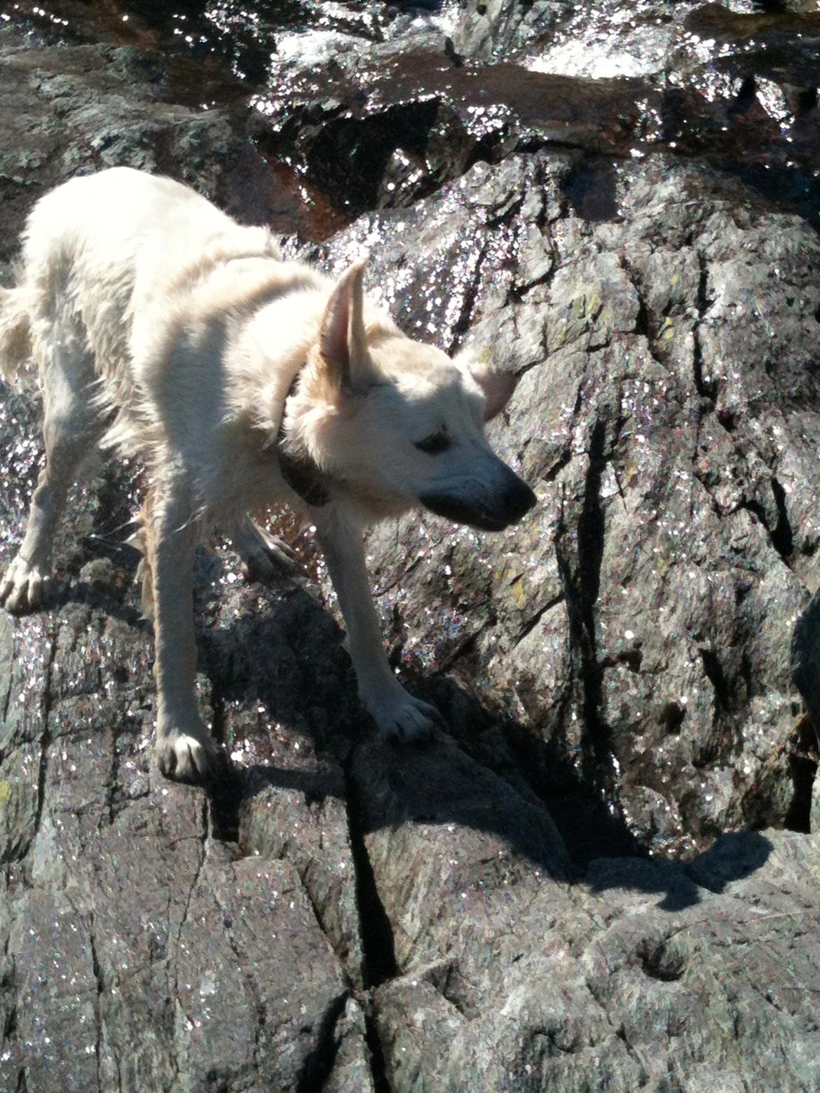 Golden retriever Basse - Så skal der rystes vand af pelsen billede 8