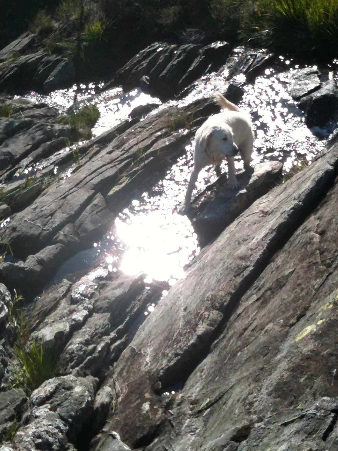 Golden retriever Basse - Fjeldtur i Norge billede 9