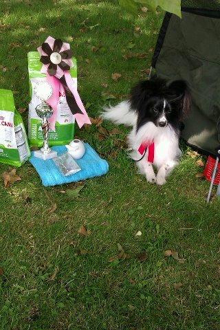 Papillon Gallinas Artemis - Junior vinder DKK billede 3