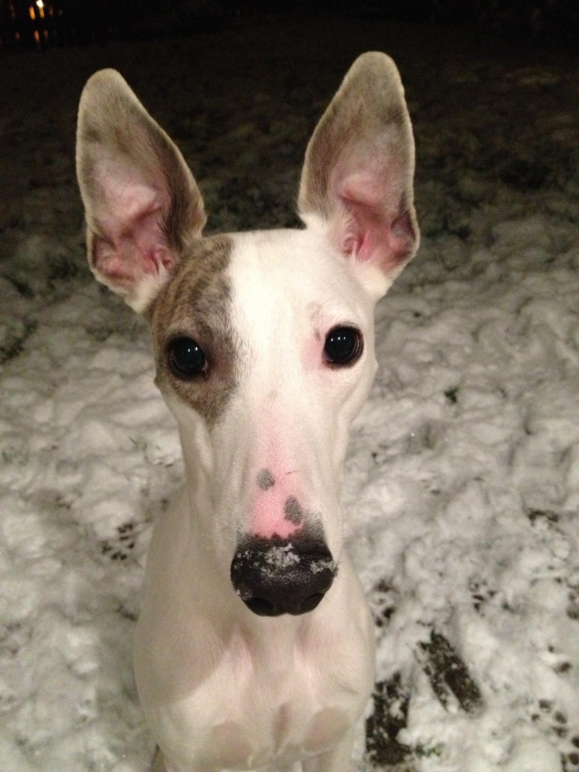 Whippet Liam Emil billede 18