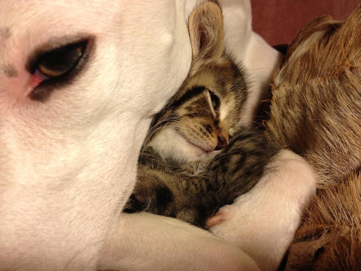 Whippet Liam Emil billede 27