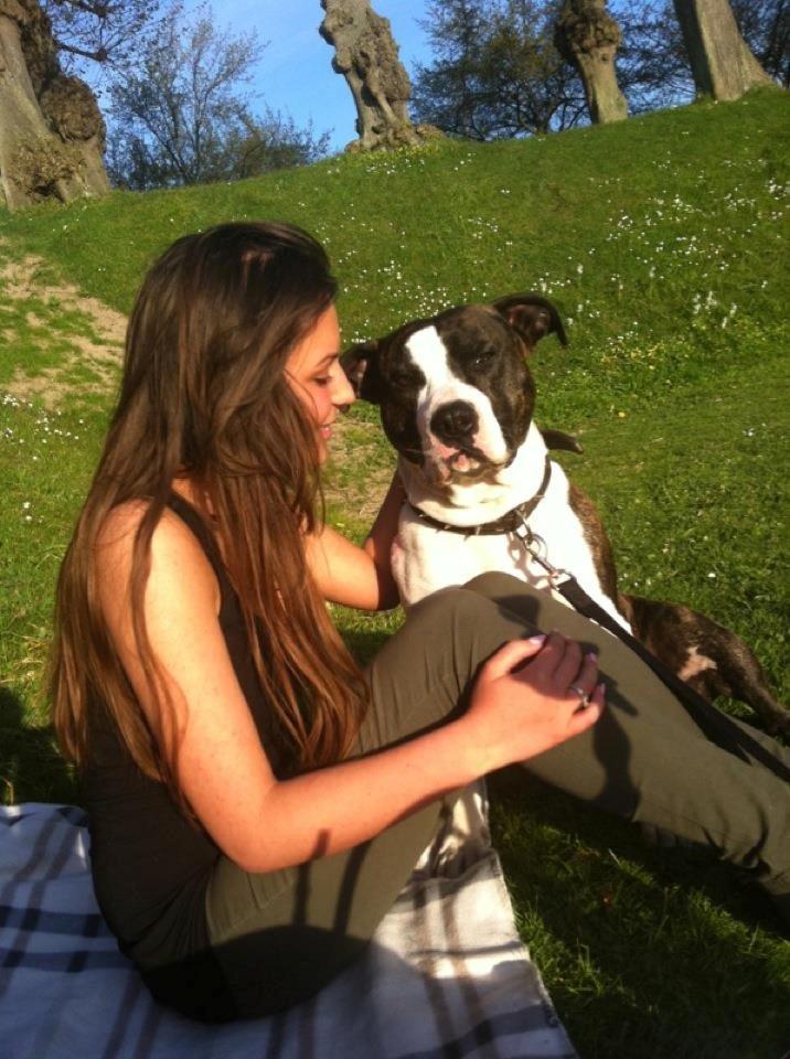 Amerikansk staffordshire terrier Armani billede 13