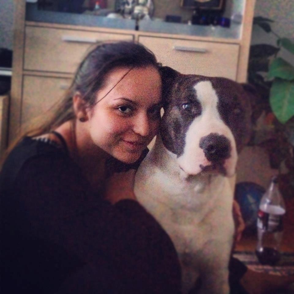 Amerikansk staffordshire terrier Armani billede 14