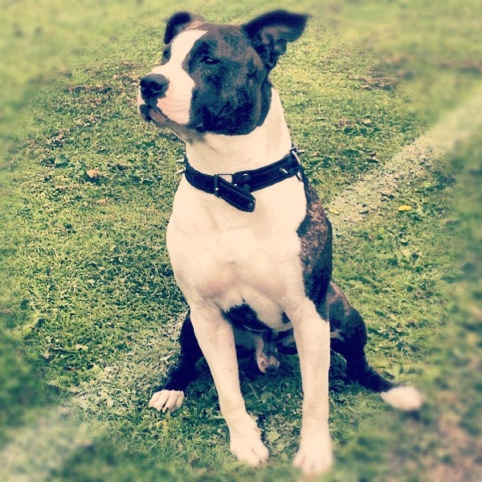 Amerikansk staffordshire terrier Armani billede 15