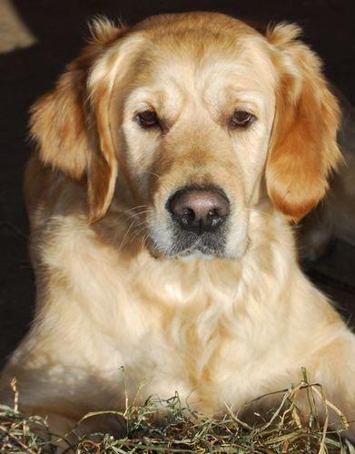Golden retriever Sofie billede 2