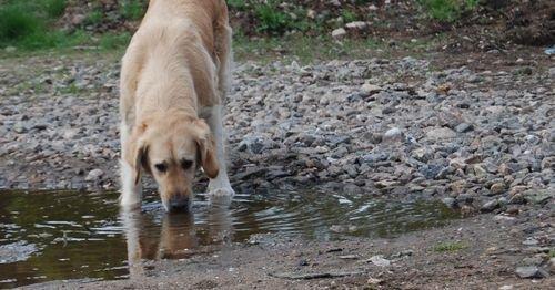 Golden retriever Sofie billede 5