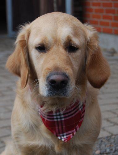 Golden retriever Sofie billede 3