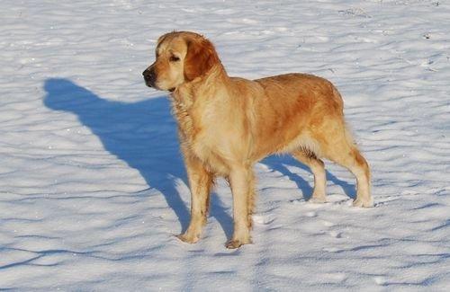 Golden retriever Sofie billede 1