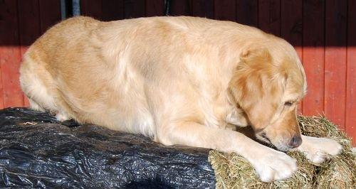 Golden retriever Sofie billede 4