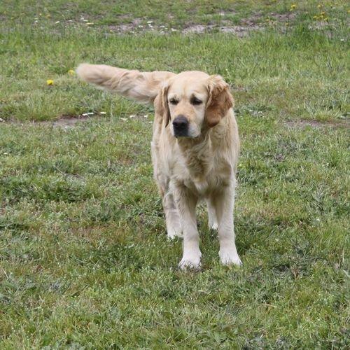 Golden retriever Sofie billede 6