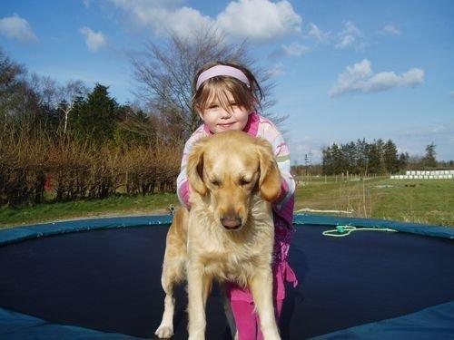 Golden retriever Sofie billede 7
