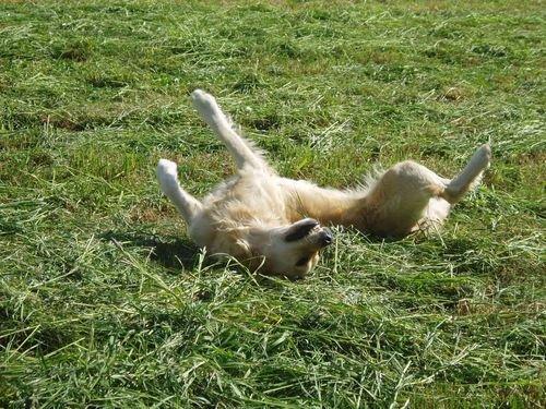 Golden retriever Sofie billede 8