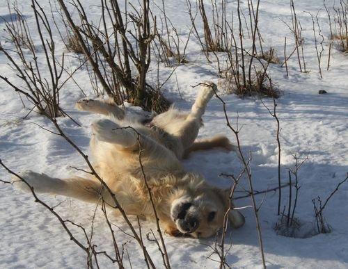 Golden retriever Sofie billede 9