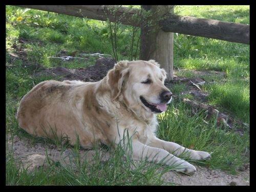 Golden retriever Sofie billede 10