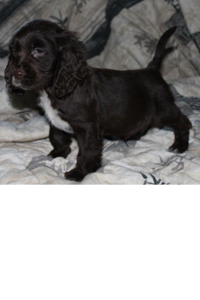 Cocker spaniel Chiko billede 1