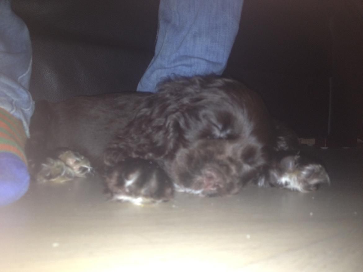 Cocker spaniel Chiko billede 2