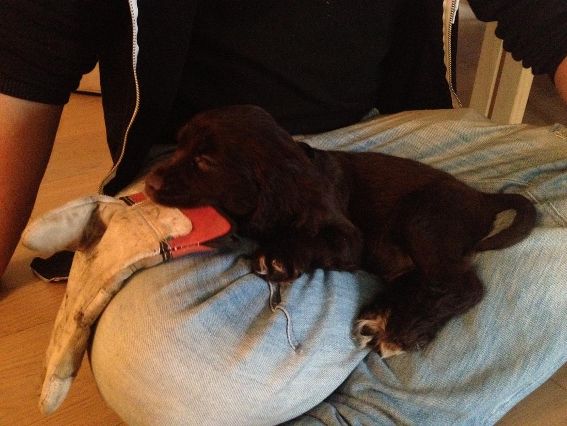 Cocker spaniel Chiko billede 3