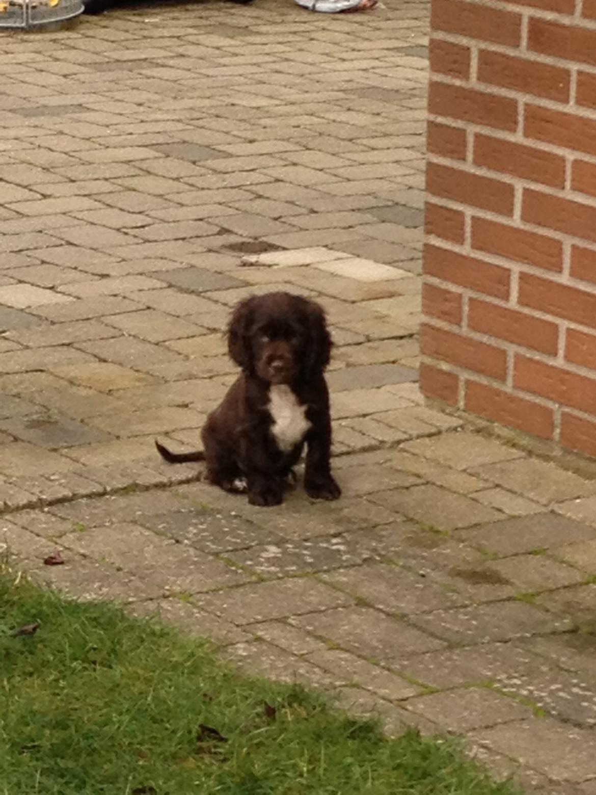 Cocker spaniel Chiko billede 5