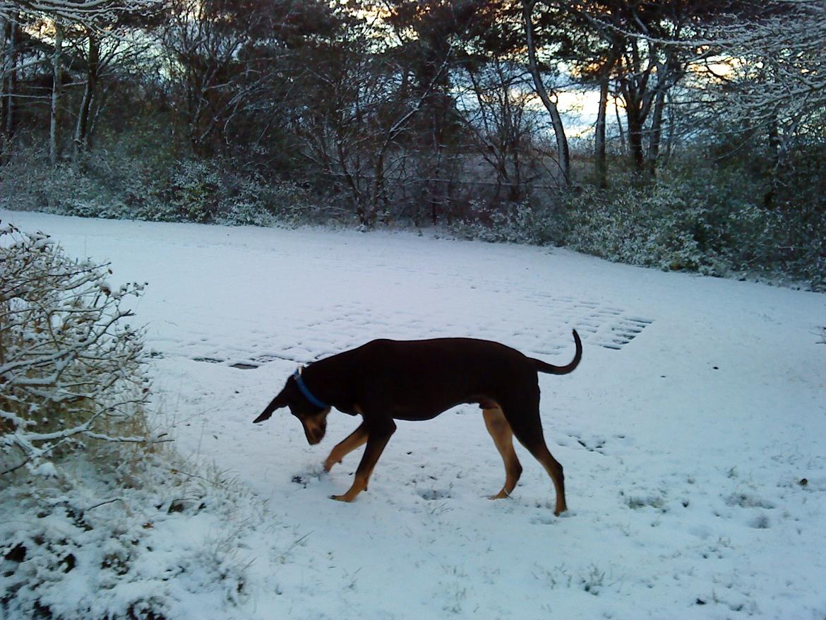 Blanding af racer Kenzo - Noget sjovt noget "de" har hældt ud over det hele.. :) billede 10