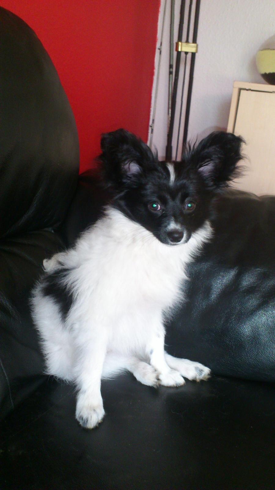 Papillon Diva billede 1