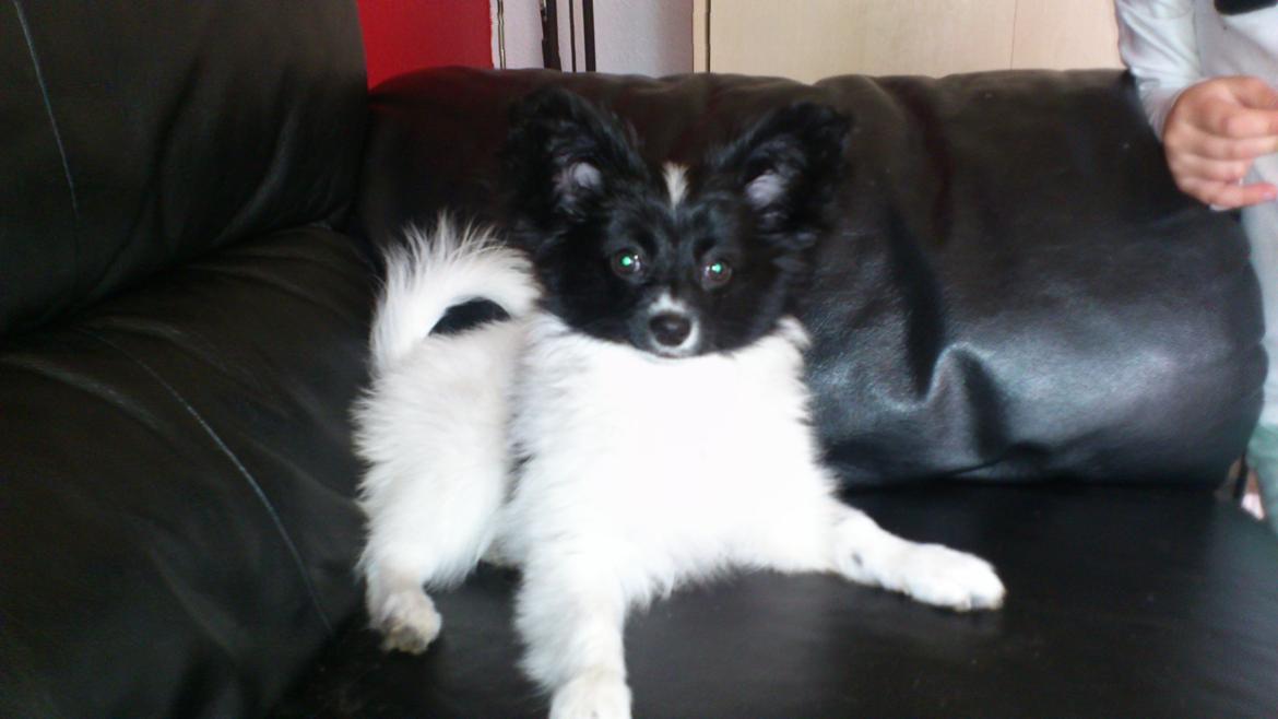 Papillon Diva billede 2