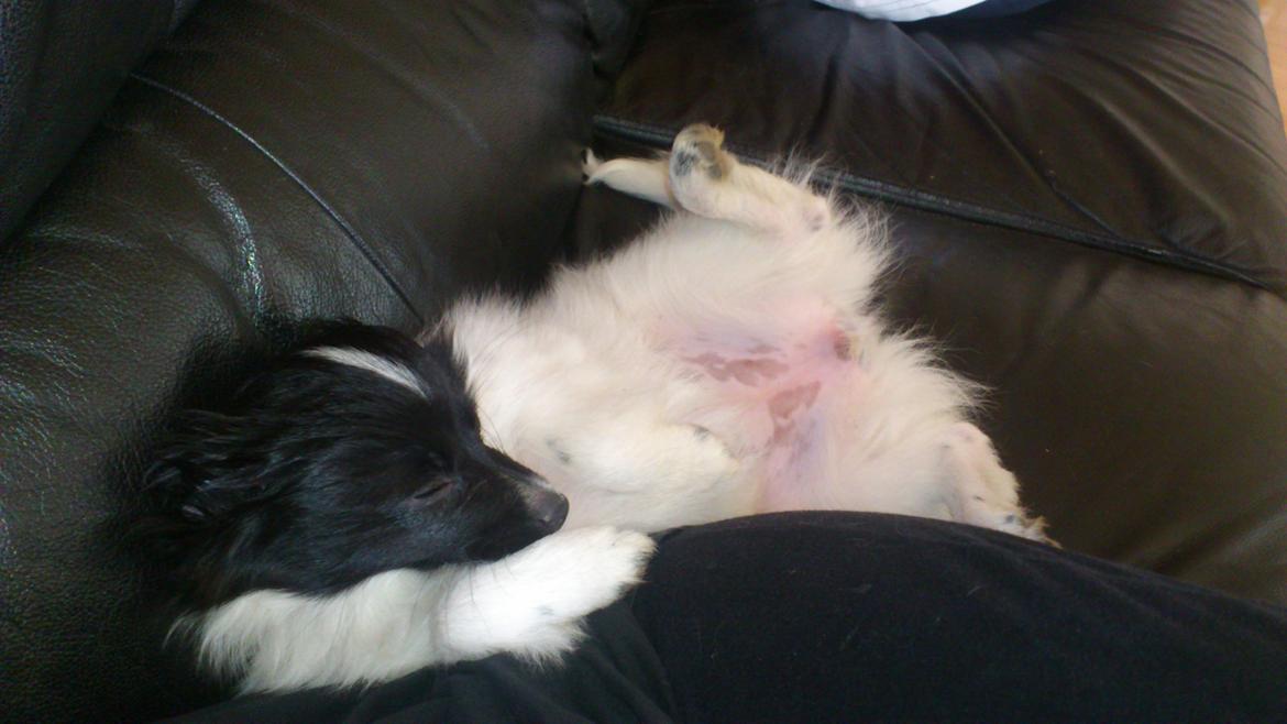 Papillon Diva billede 3