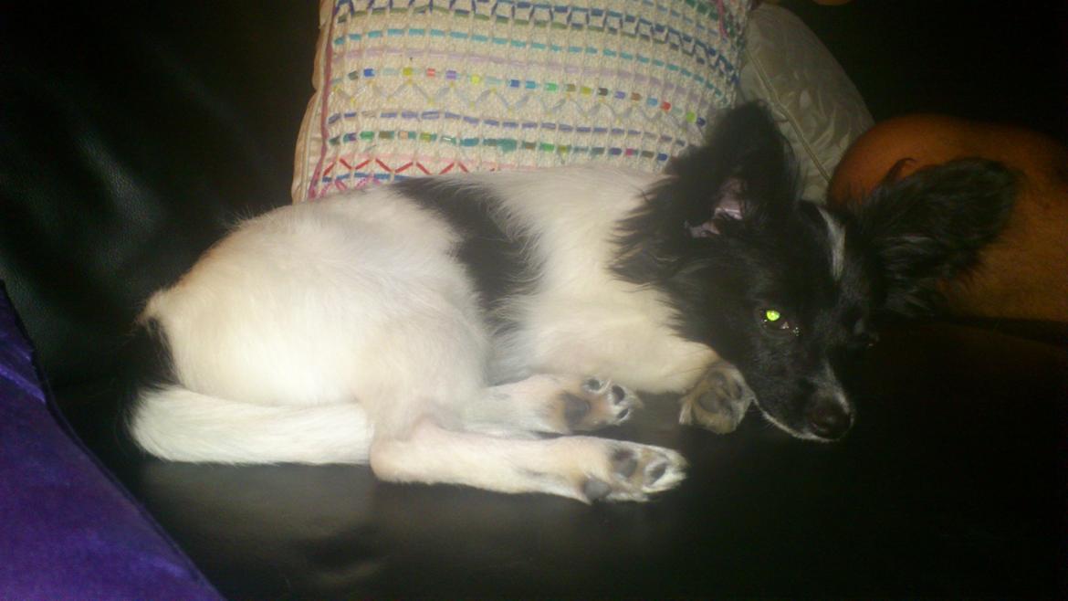 Papillon Diva billede 4