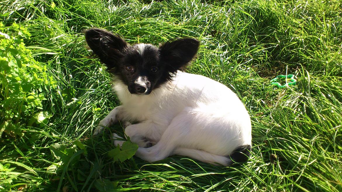 Papillon Diva billede 5
