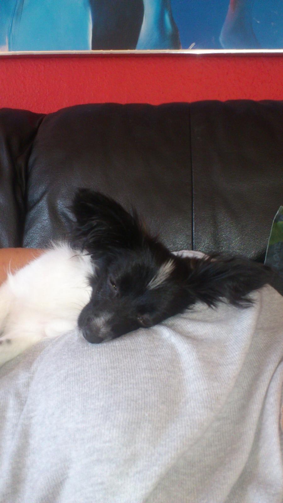 Papillon Diva billede 6