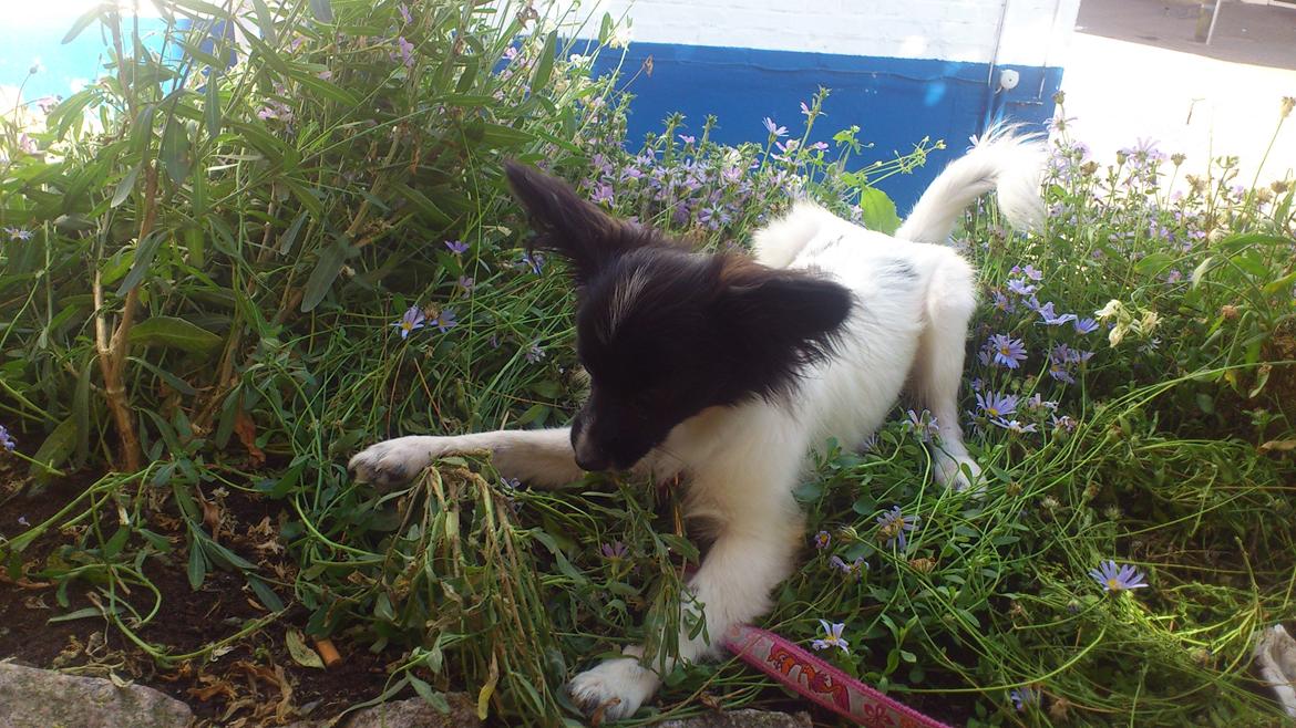 Papillon Diva billede 7