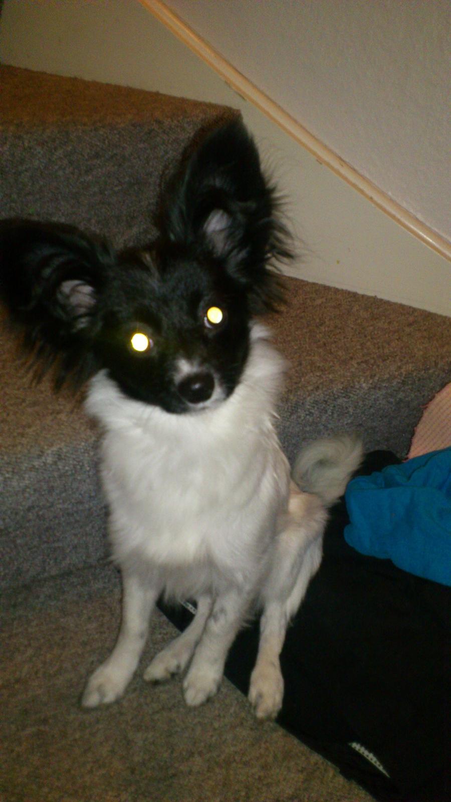 Papillon Diva billede 8