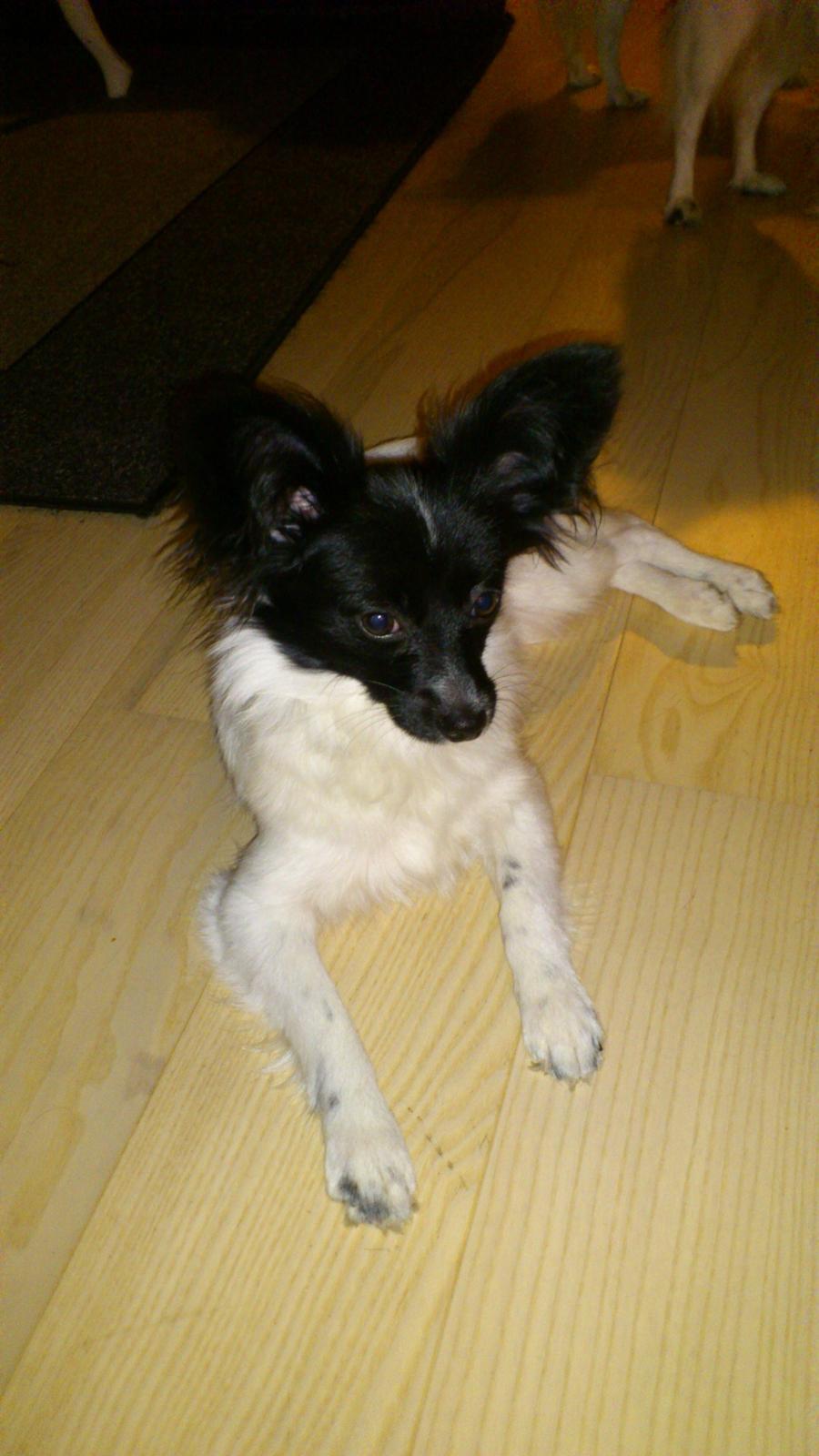 Papillon Diva billede 9