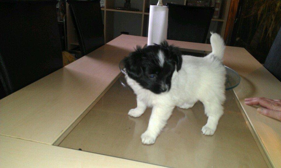 Papillon Diva - Ca. 7 uger gammel billede 10