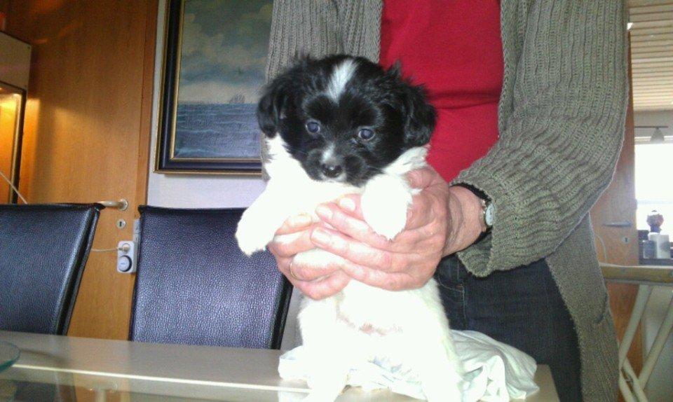 Papillon Diva - Ca. 7 uger gammel billede 11