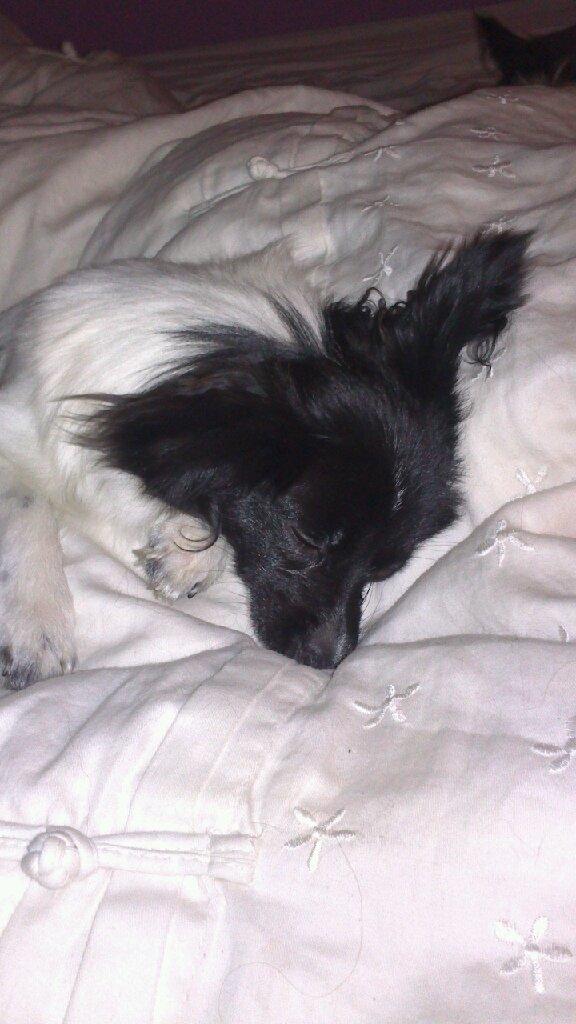 Papillon Diva billede 12