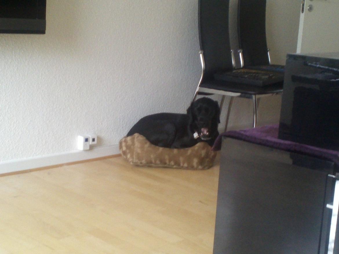 Blanding af racer Gaby - "Puha, jeg stjæler lige Betsy hundekurv, da mor og far flytter rundt og synes det er lidt hårdt at holde øje med dem" :)  billede 14